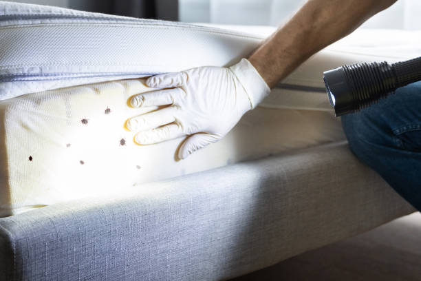 Trusted Peabody, KS Pest Control Experts