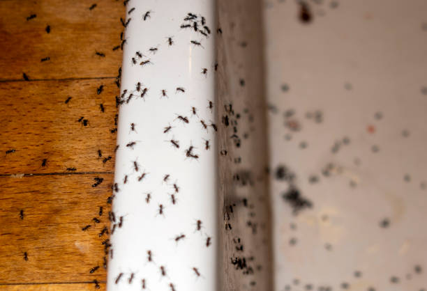 Best Best Pest Control Companies  in Peabody, KS
